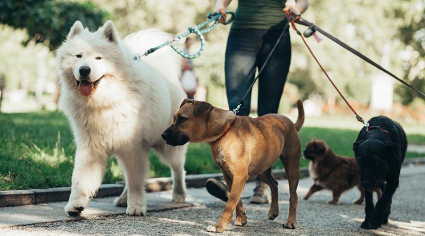 Professional dog walker in H&F? You'll need a licence from 1