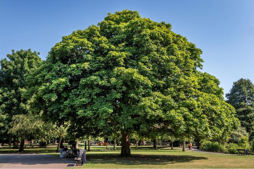 Horse Chestnut Aesculus Hippocastranum in the north of Ravenscourt Park