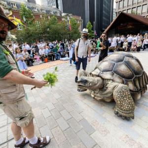 A man feeding a giant tortoise.