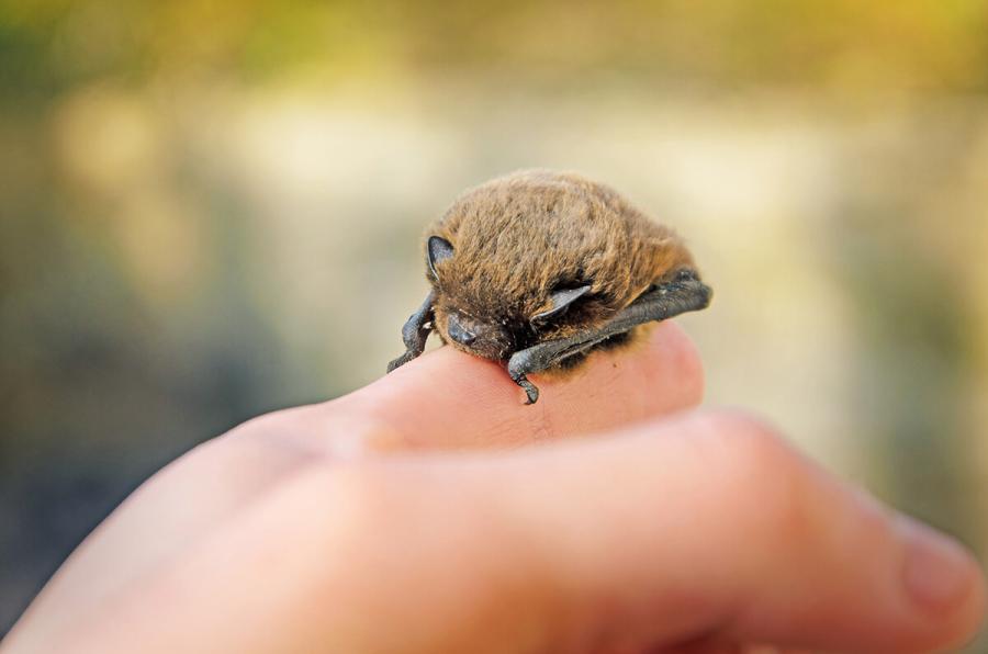 Common Pipistrelle bat