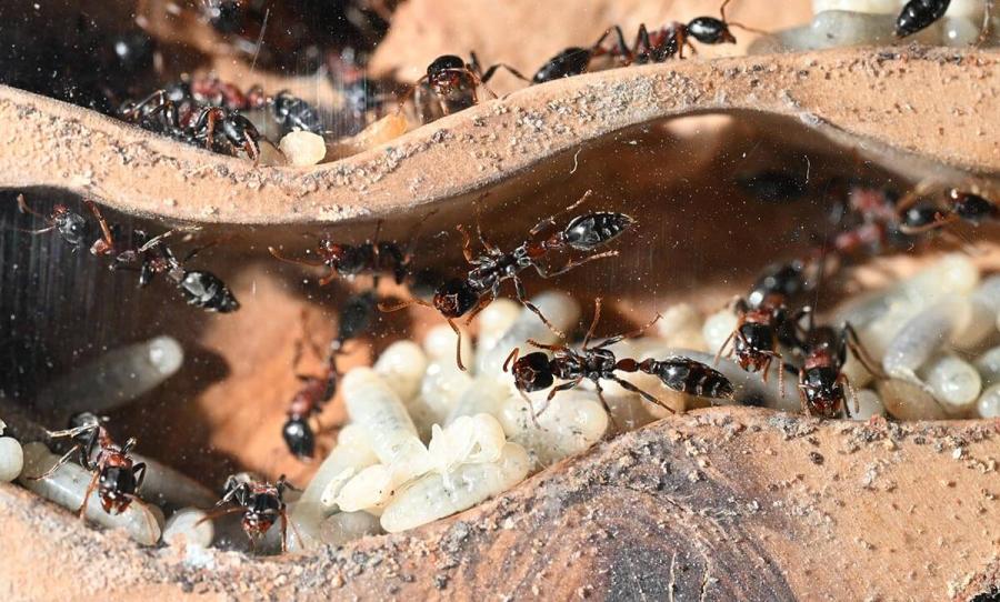 Close up of arboreal stinging ants (from South East Asia)