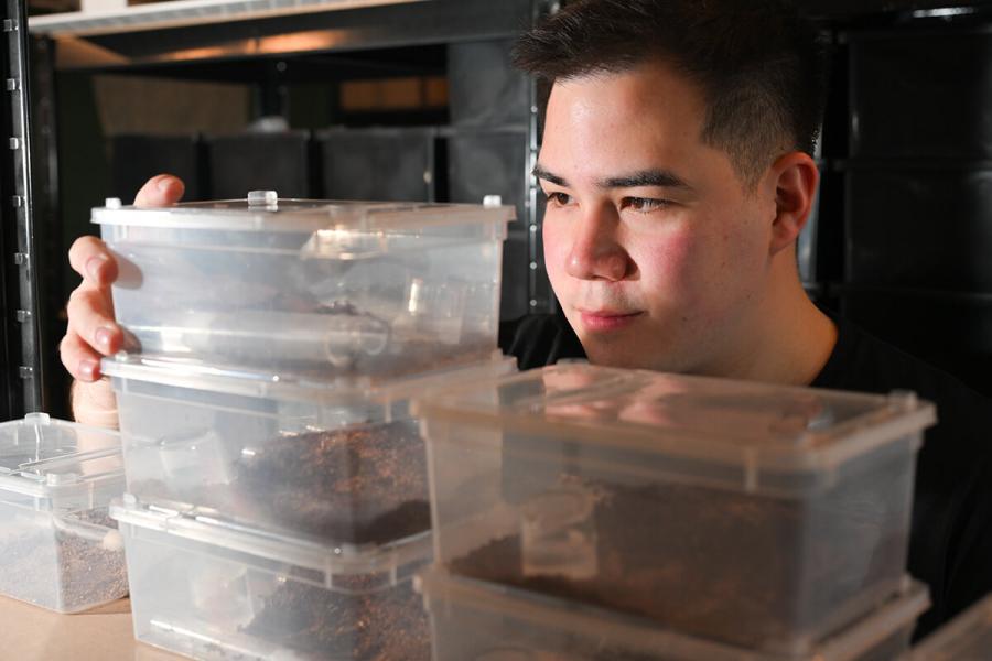 Cesar Wang looking at storage boxes of queen ants