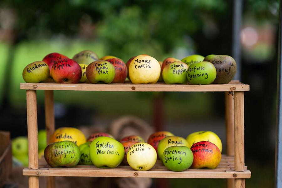 Apple varieties