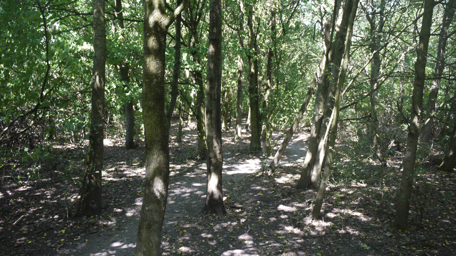 Wormwood Scrubs Bags Top Green Flag Award London Borough Of   Dark Woodland 